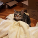 I found Fat Cat snuggling in the new towel pile.